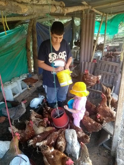 feeding the hens